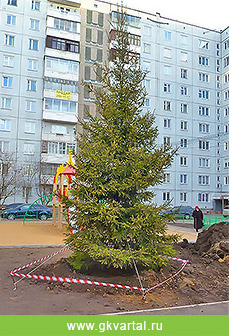 Купить сажецы деревьев и кустарников в Красноярске